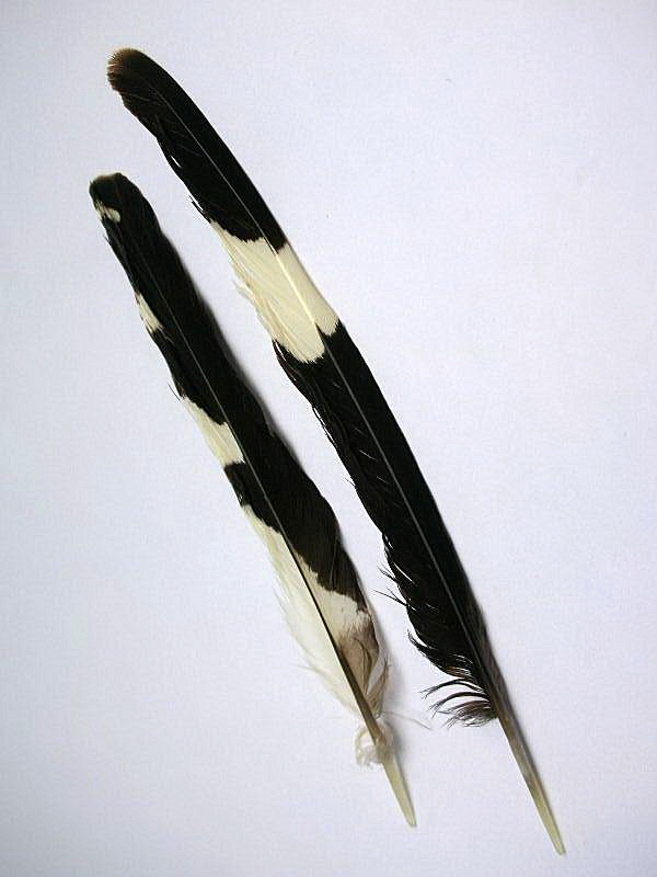 Penne di Upupa